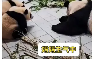 Tải video: 又又又开始冷战了！睿辉爱三母女冷战中，爱宝在旁边趴着一动不动生闷气，辉辉怂怂的不敢动，睿睿主动向妈妈求和#