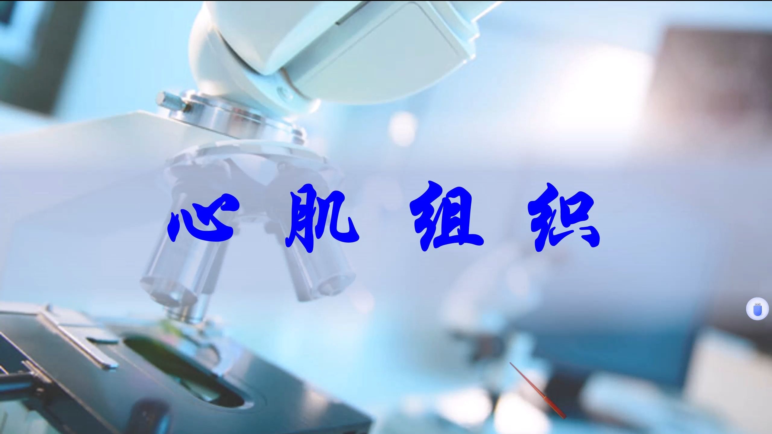 心肌组织