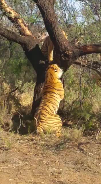 老虎谷:鸟抢夺母虎乌苏里的疣猪