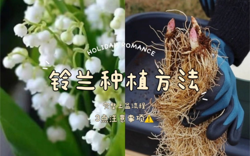 铃兰种植方法|3个注意事项快来~哔哩哔哩bilibili