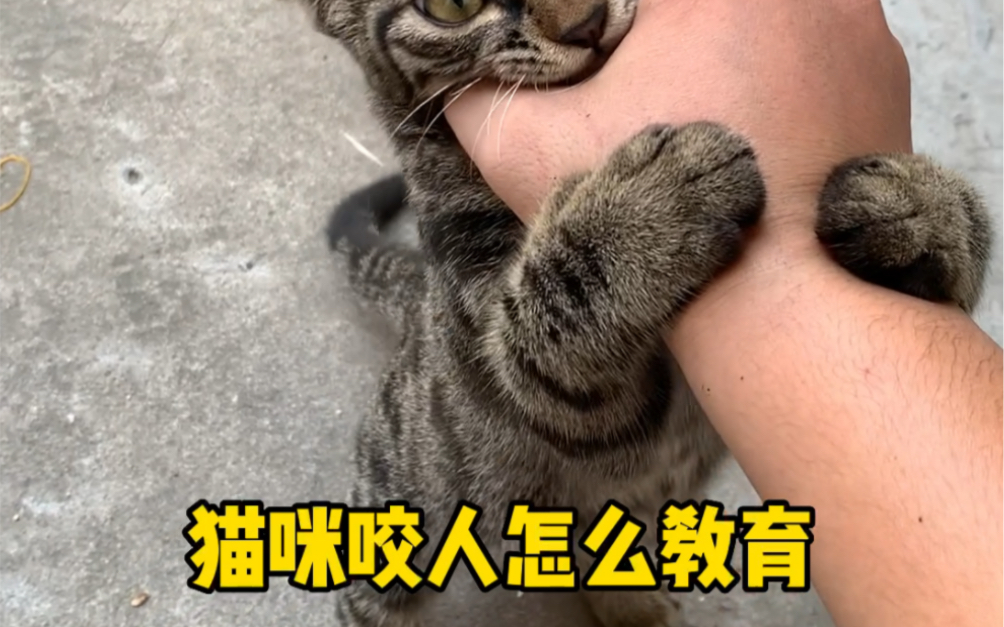 猫咪咬人怎么教育?哔哩哔哩bilibili