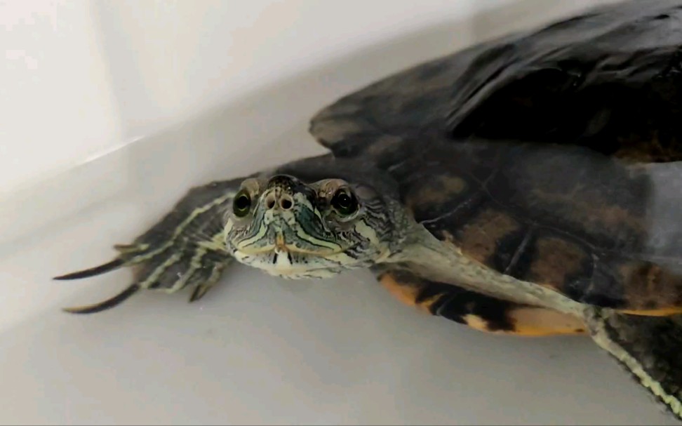 活动作品巴西龟喷水攻击