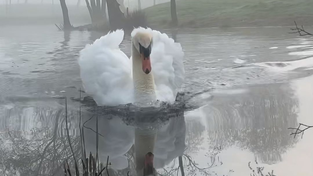 天鹅降落方式很奇特，它还是纯洁爱情的象征