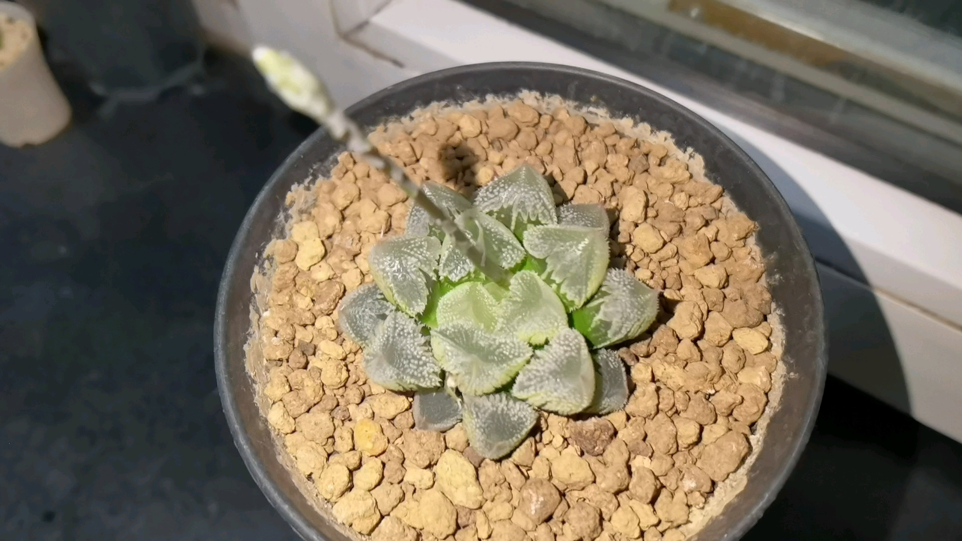 夜拍全窗白帝城 十二卷 多肉植物