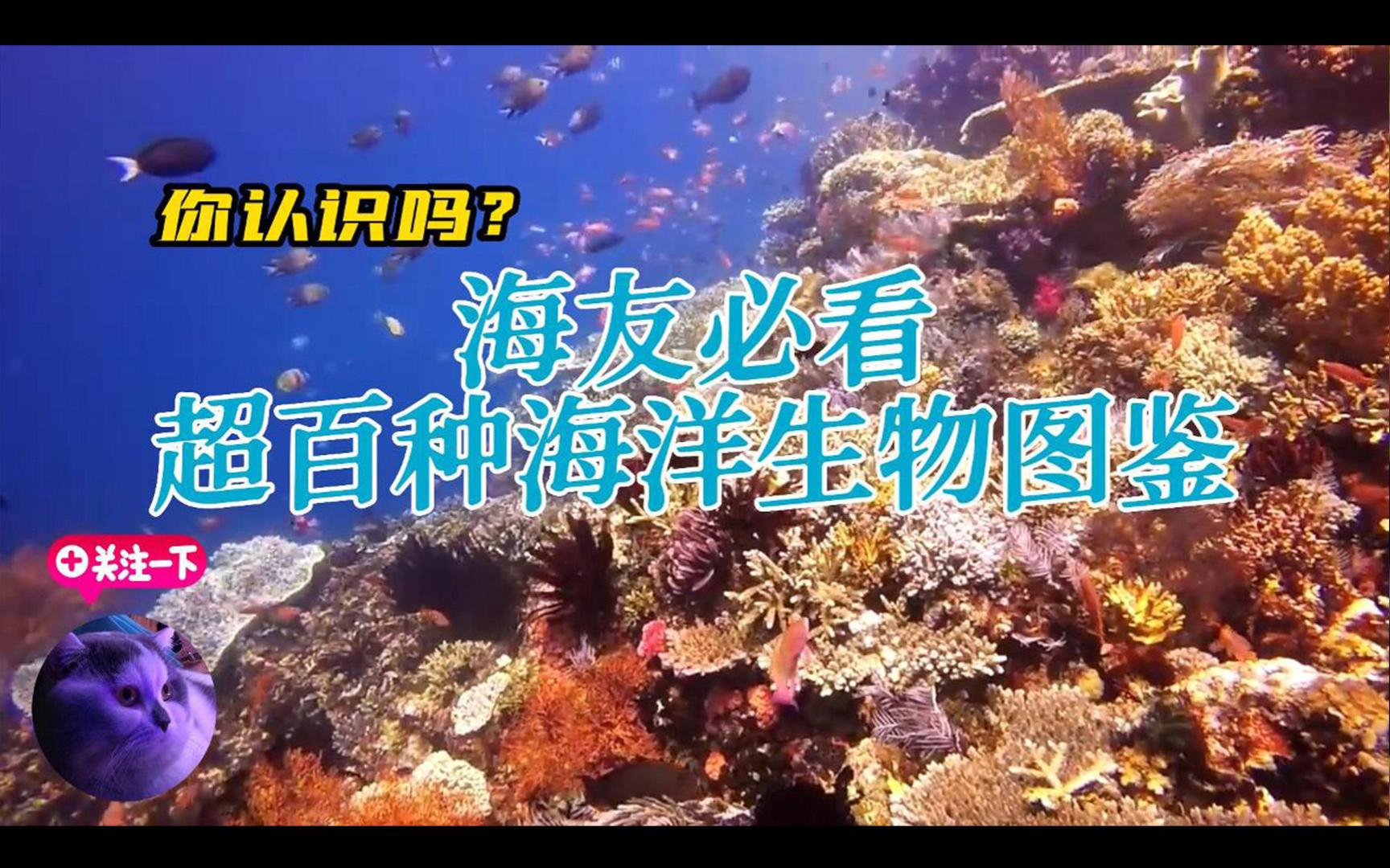 [图]海友必看：超百种海洋生物图鉴