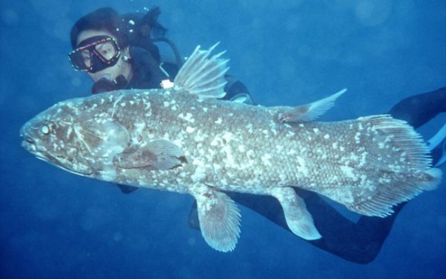 矛尾鱼现存唯一总鳍鱼类所有四足动物的大爷