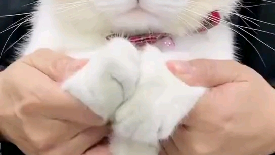 小猫在家跳舞舞会哔哩哔哩bilibili