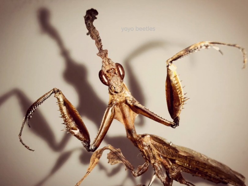 幽灵螳螂生态标本(装置艺术)技术展示