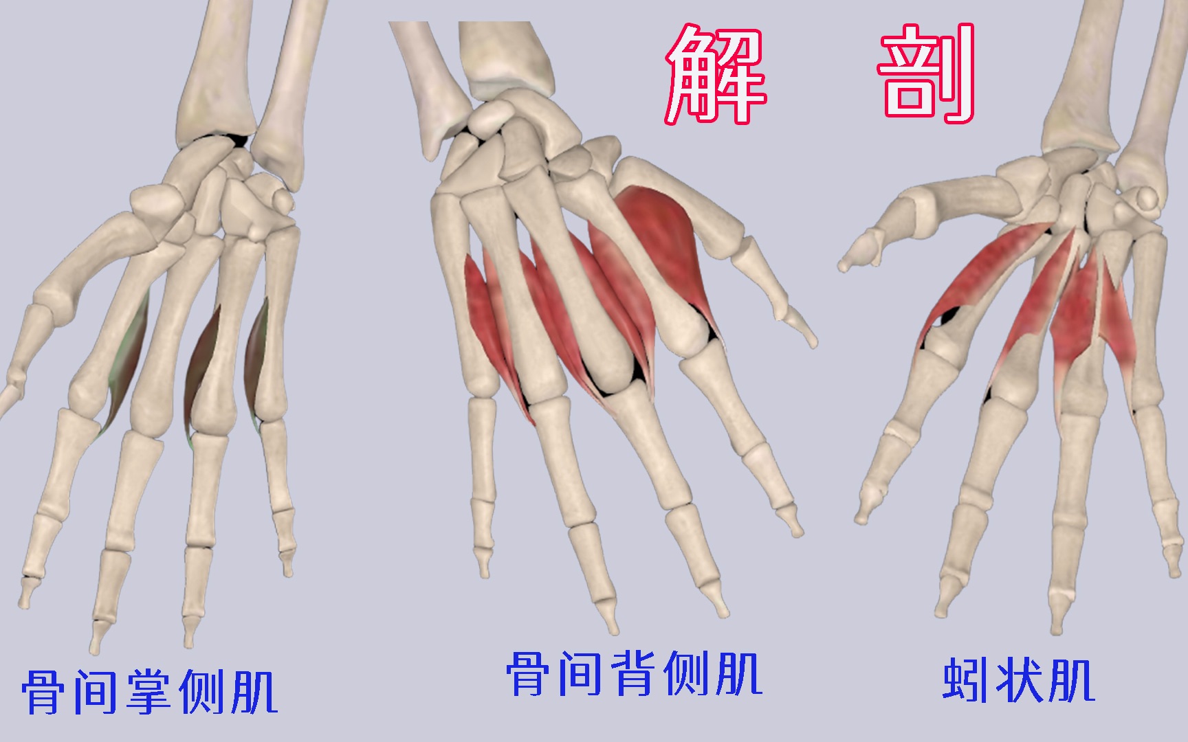 解剖 骨间背侧肌 骨间掌侧肌 蚓状肌哔哩哔哩bilibili