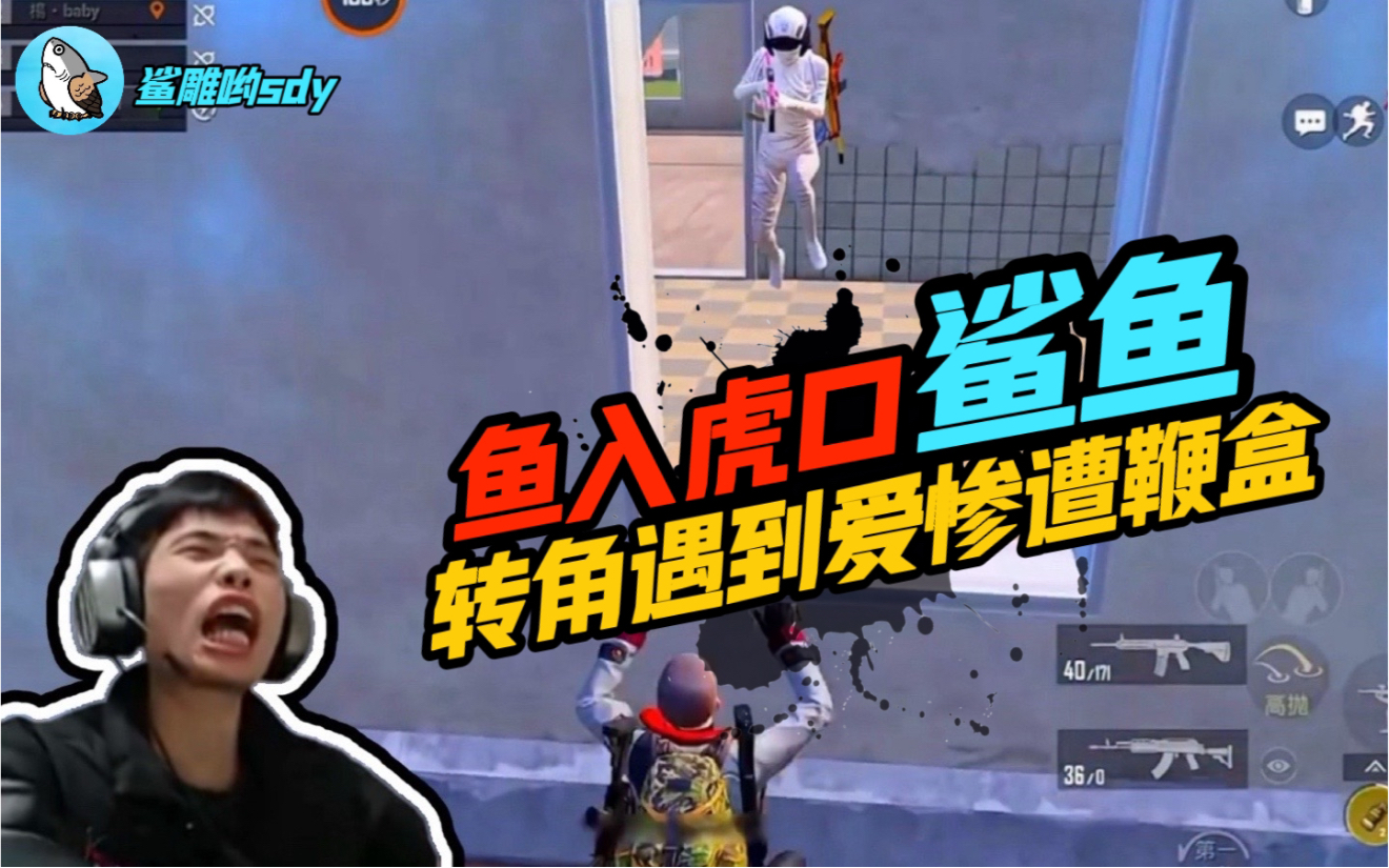 《鲨鱼搞笑死法鱼入虎口,转角遇到爱惨遭敌人鞭盒嘲讽!》-鲨雕哟sdy-鲨雕哟sdy-哔哩哔哩视频