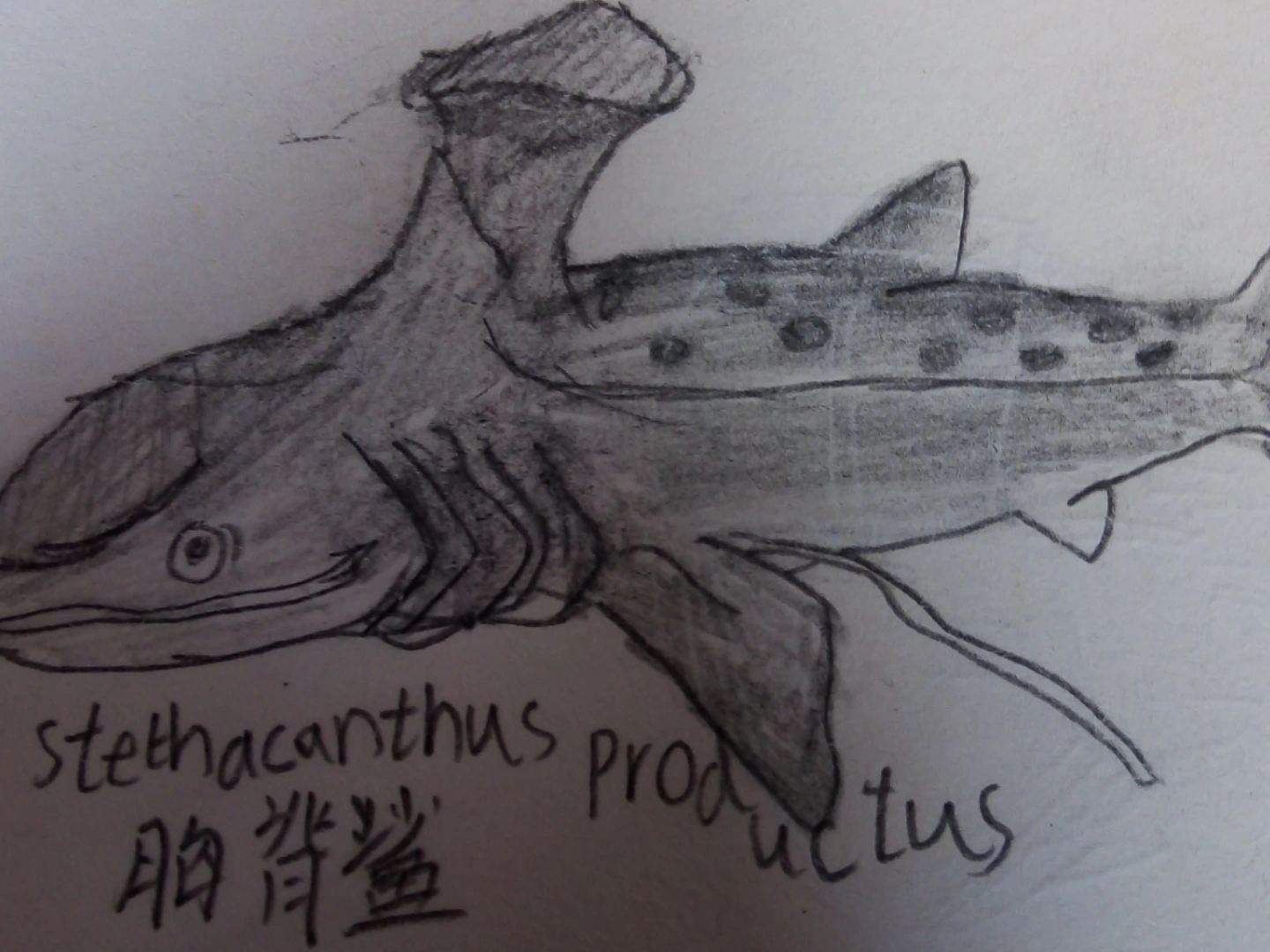 古生物绘画哟,(1711ω1117)1779