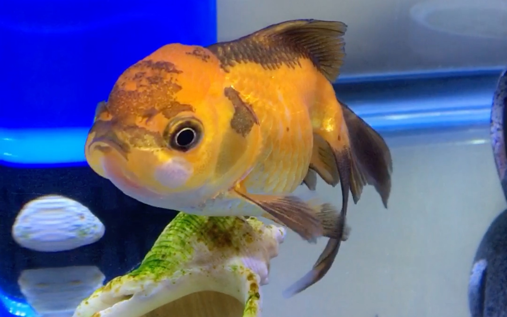 【金鱼】胖乎乎～年画脸～的小金鱼