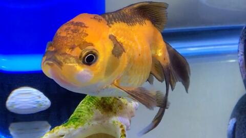 金鱼 胖乎乎 年画脸 的小金鱼 哔哩哔哩 Bilibili