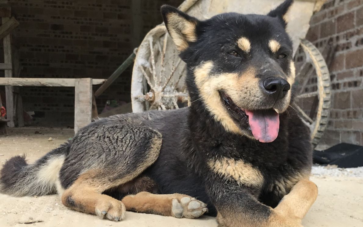 独自守在家里的土狗四眼铁包金,一身伤残,或许是为了爱情而战_哔哩