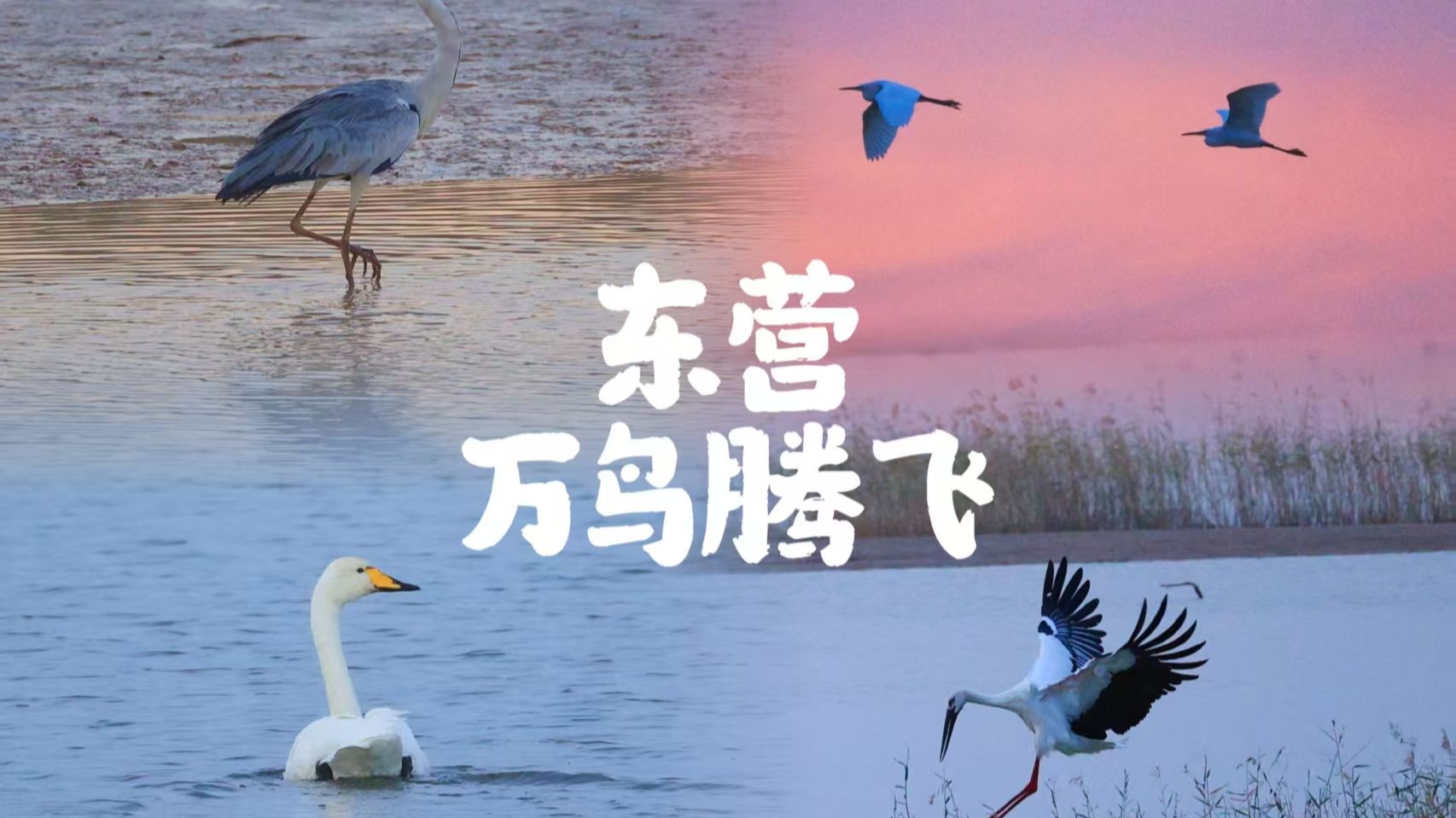 在东营能看到怎样的鸟浪？