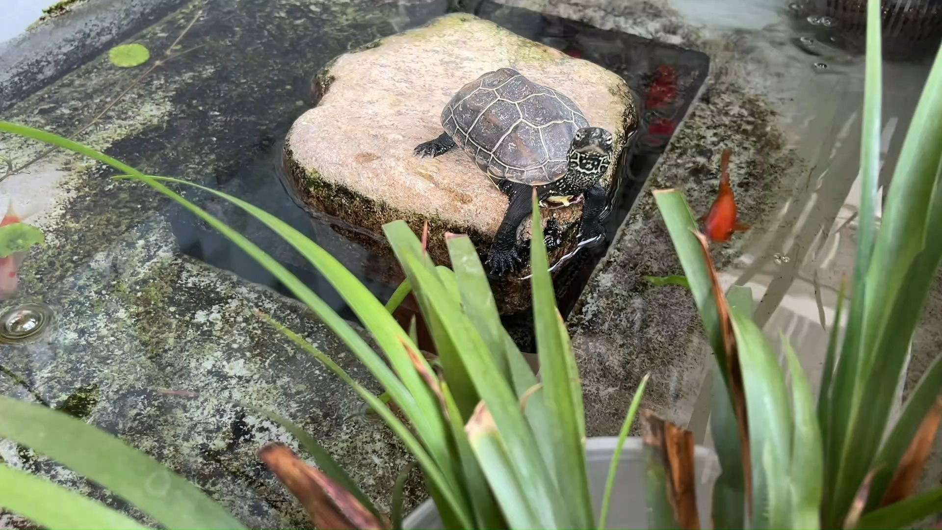 单独饲养的一只苏北小公草，未来可期