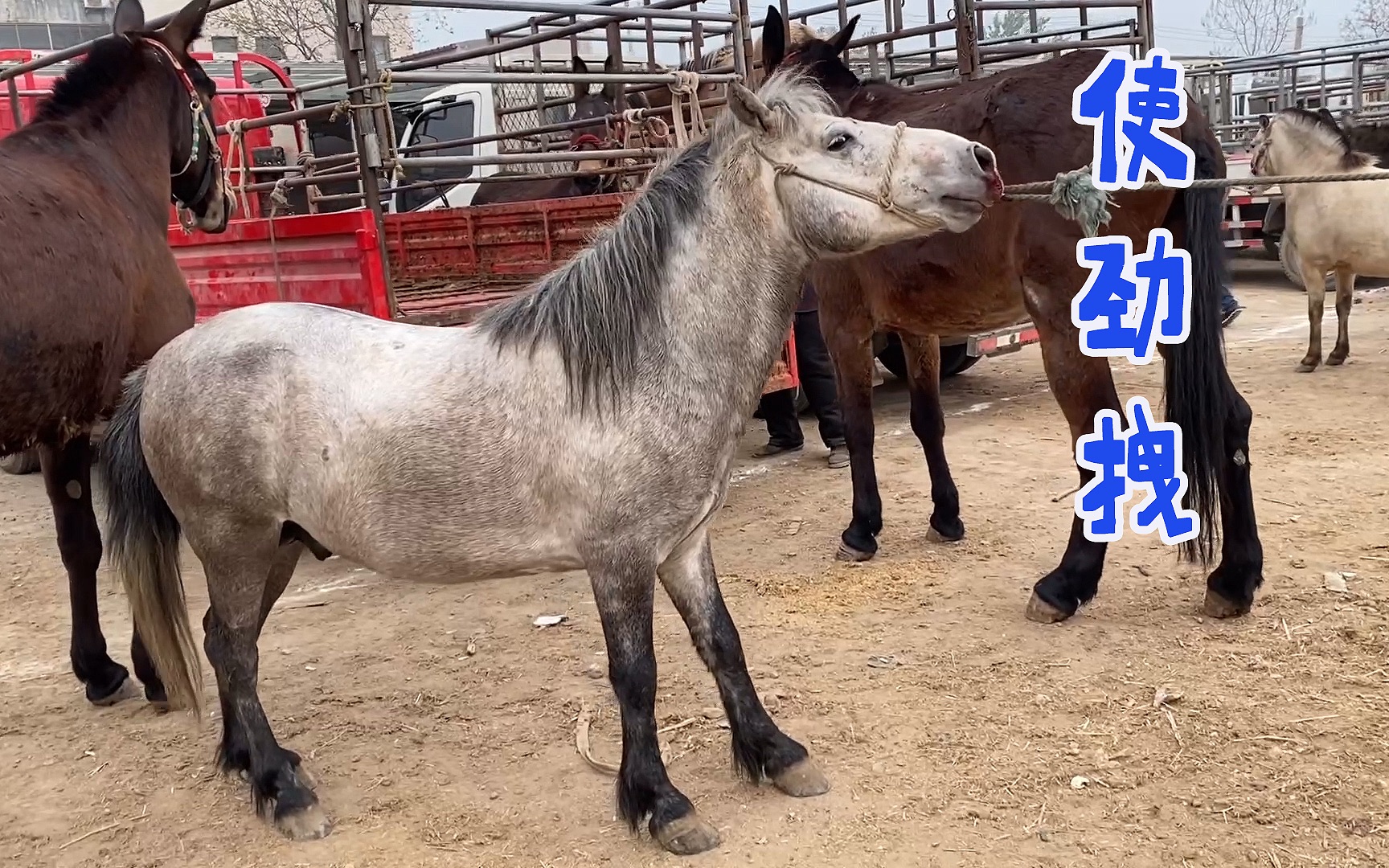 小川马脾气大,来到市场还耍性子,看来只能卖肉啦!_哔哩哔哩_bilibili