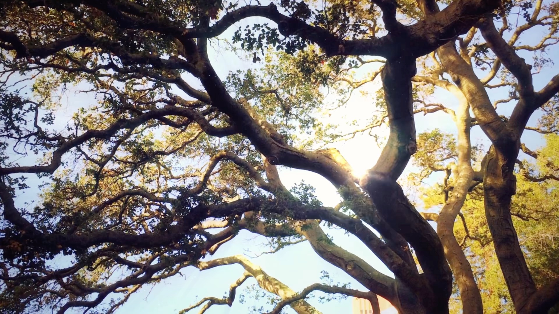风景治愈 ,愿美好生活常在,要开心哟.
