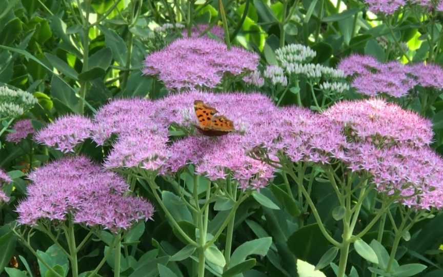 粉色景天:如梦如幻的浪漫之花