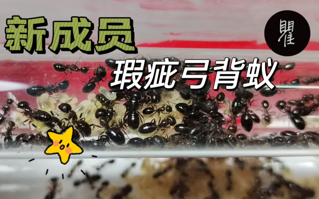 "完美"的瑕疵弓背蚁