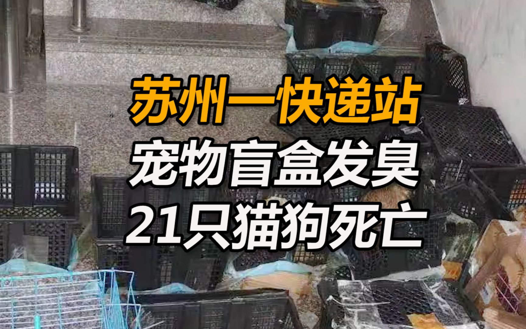 苏州一快递站宠物盲盒发臭,21只猫狗死亡,发货3天后因违规退回哔哩哔哩bilibili