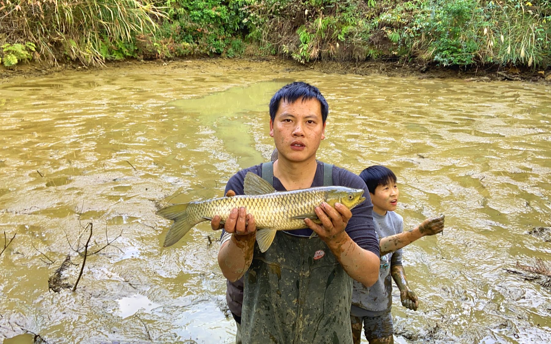 30尾草鱼苗在鱼塘养了1年,今天把水放干,看看鱼有多大了