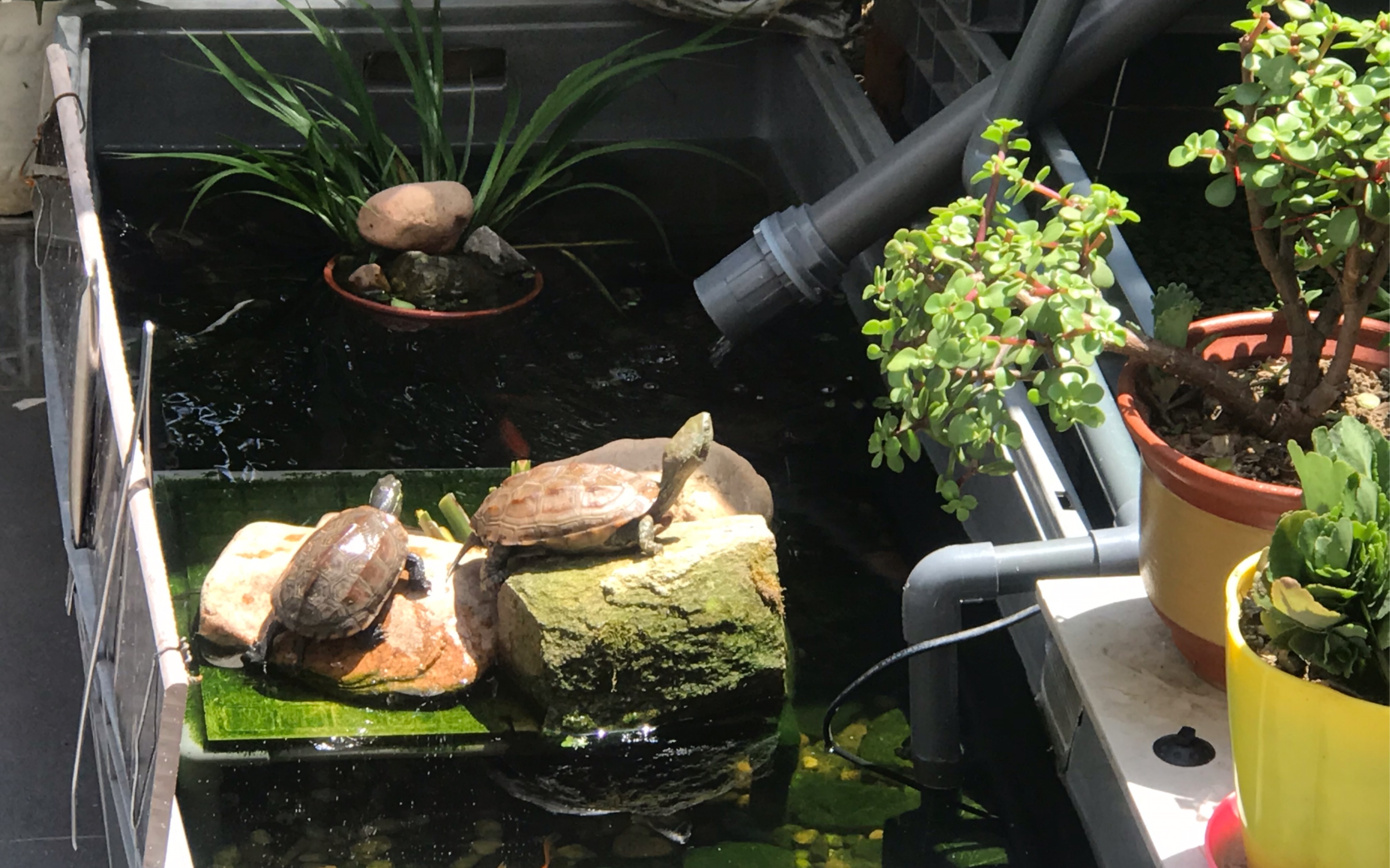 中华草龟惬意的午后生活我可以一杯茶看一下午