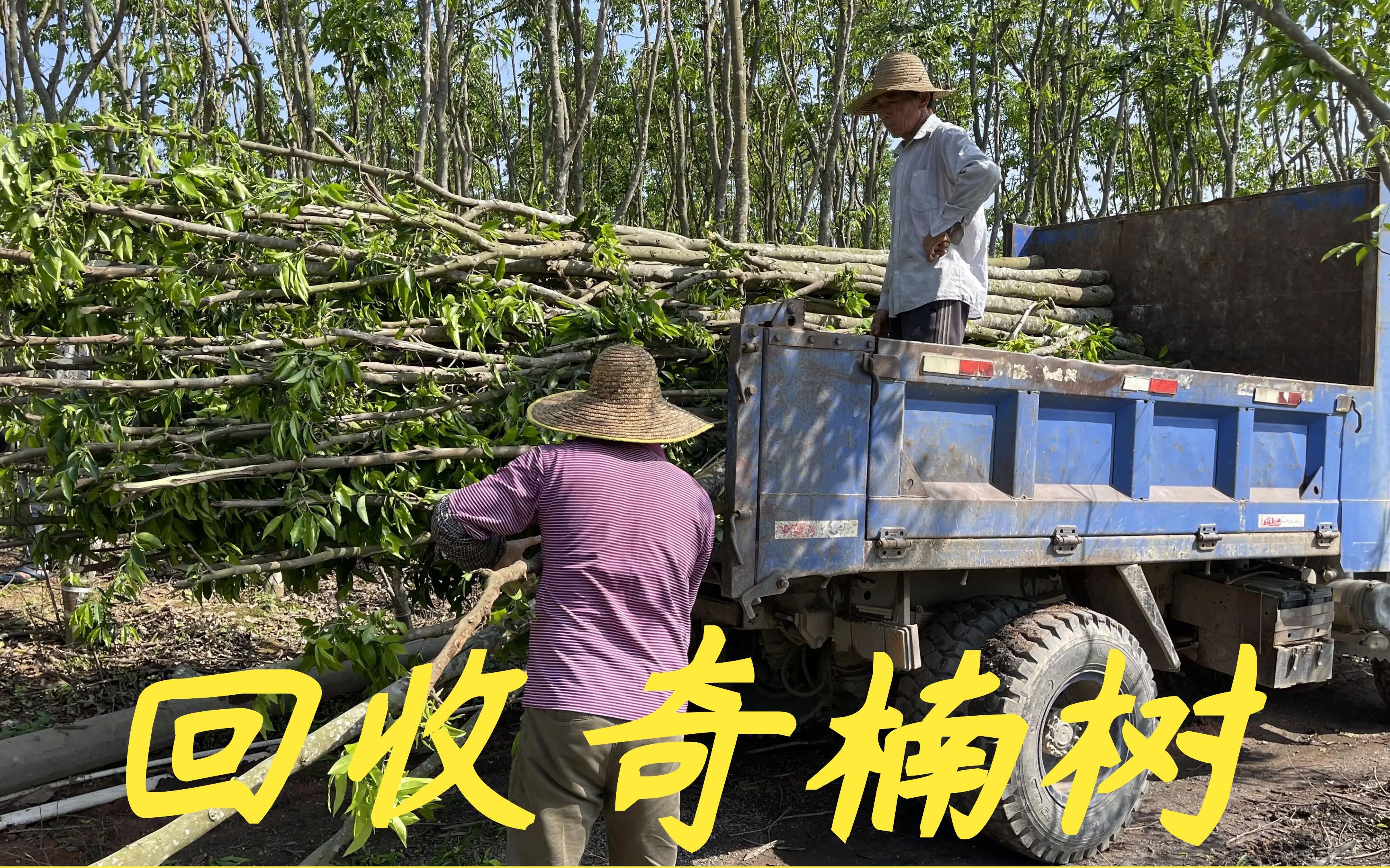 老林今天回收1000棵奇楠树1500000,给大家说说怎么定价跟回收哔哩哔哩bilibili