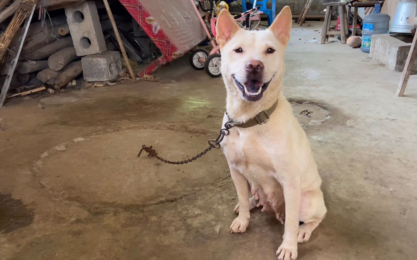 今天路过老师傅家里,顺便进来看看他家养的小山师傅狗,品相不错