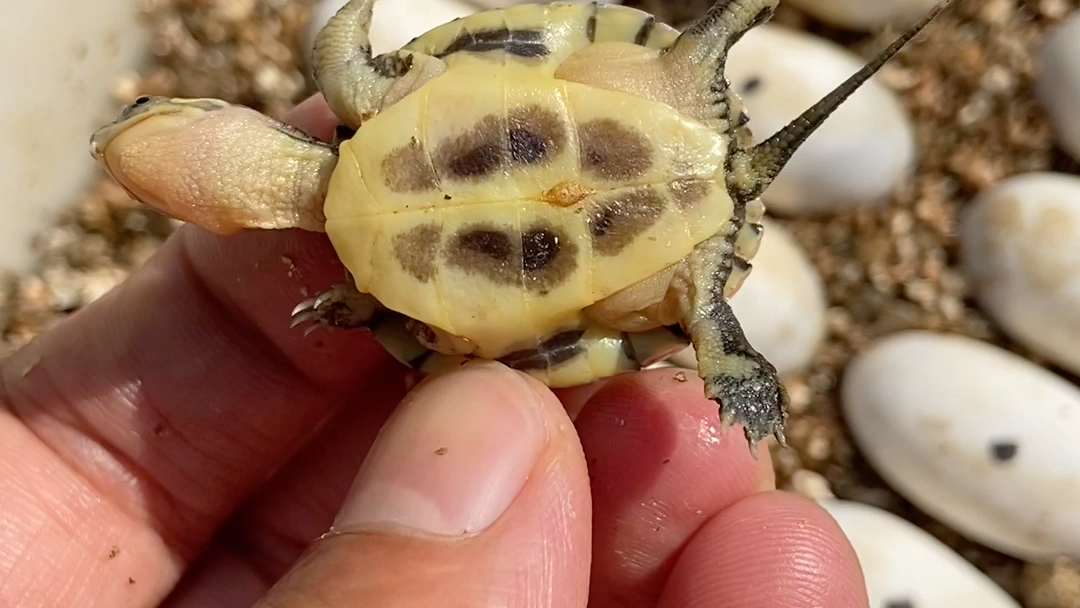 下面给大家展示下可以下水的安徽黄喉腹甲#黄喉龟 #安徽小青 #龟蛋