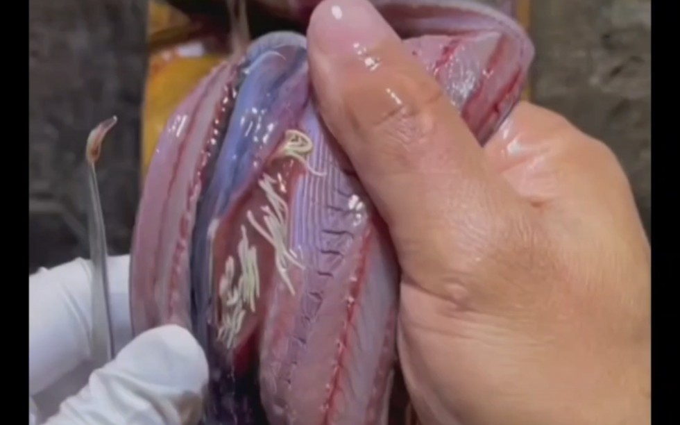 处理黄鳝,肠子里好多白色寄生虫