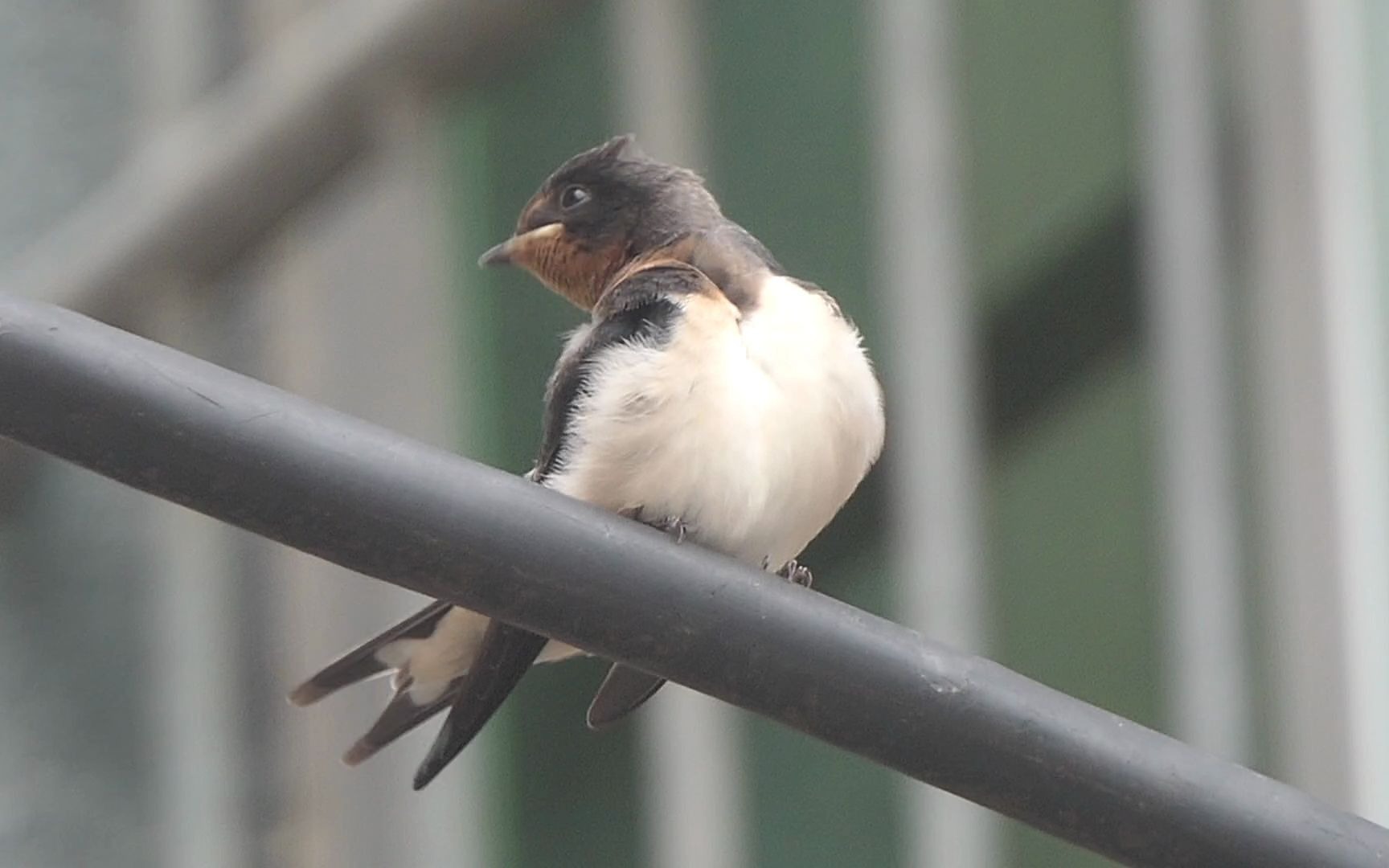 燕子宝宝整理羽毛