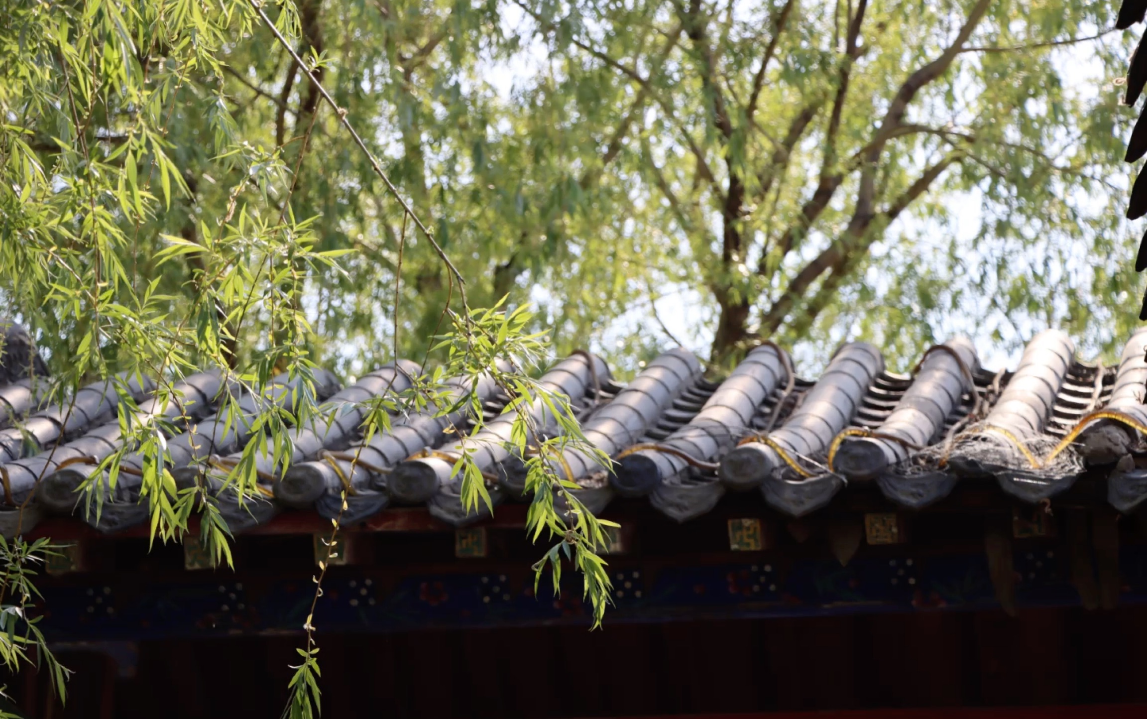 【摄影】烟柳画桥,风帘翠幕