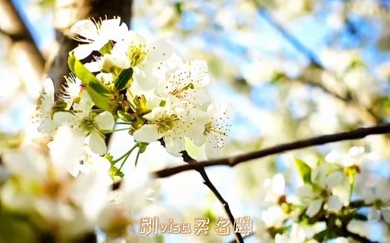 [图]蔡晓/王欣婷《寂寞咖啡》MV，抖音热曲，好听推荐一下~~