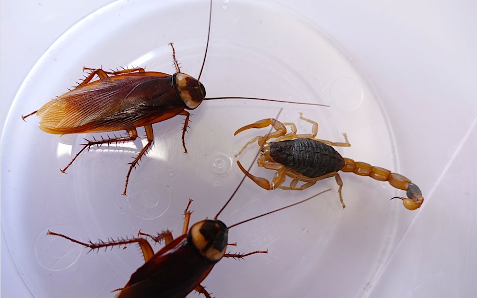 【蝎子蟑螂】一只小强被蝎子蜇了,会出现什么后果_哔哩哔哩 (゜-゜)つ