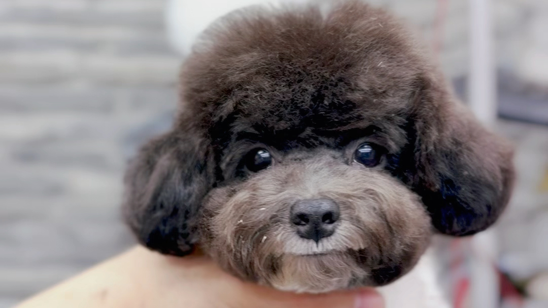 奶牛泰迪小可爱