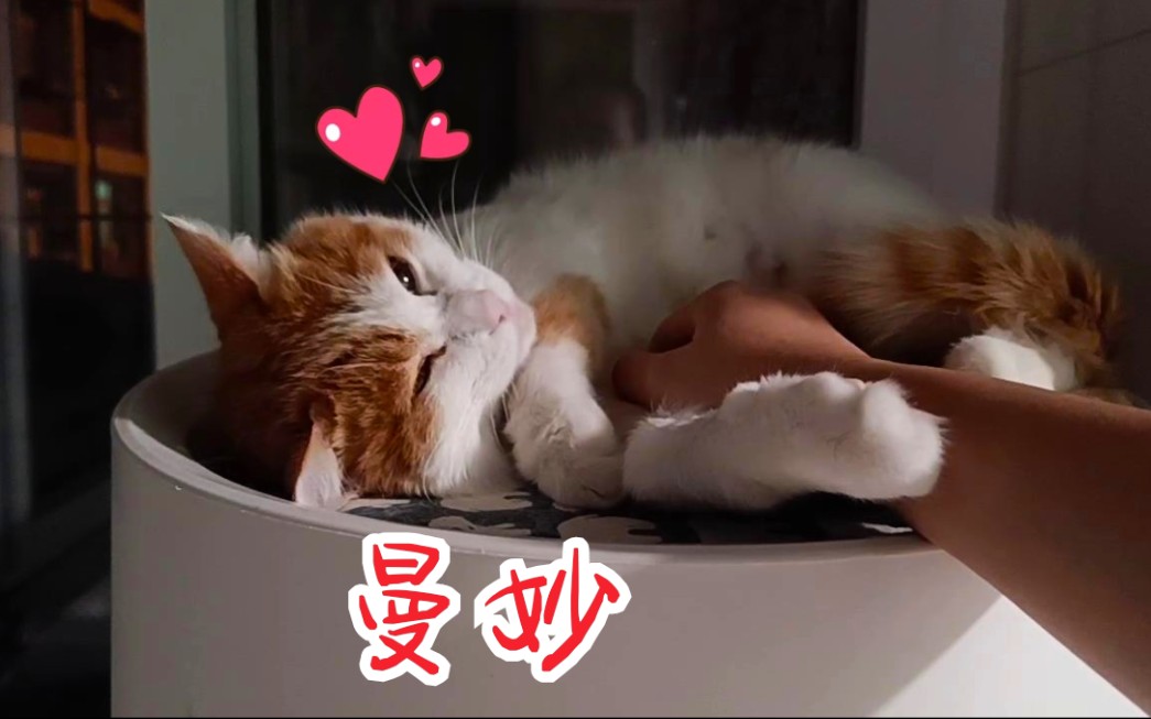 躺平任撸的妞妞,你爱了吗?