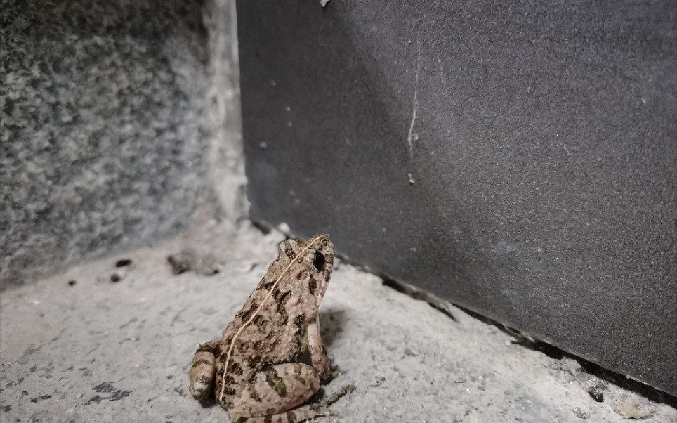 药大的小癞蛤蟆