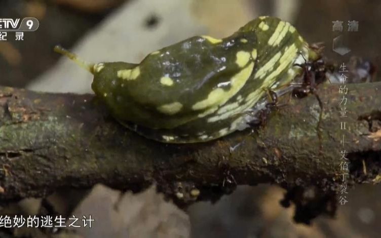 [图]【精彩片段】牛逼！蛞蝓在行军蚁群中潇洒自如，可谓是万蚁丛中过片蚁不沾身！