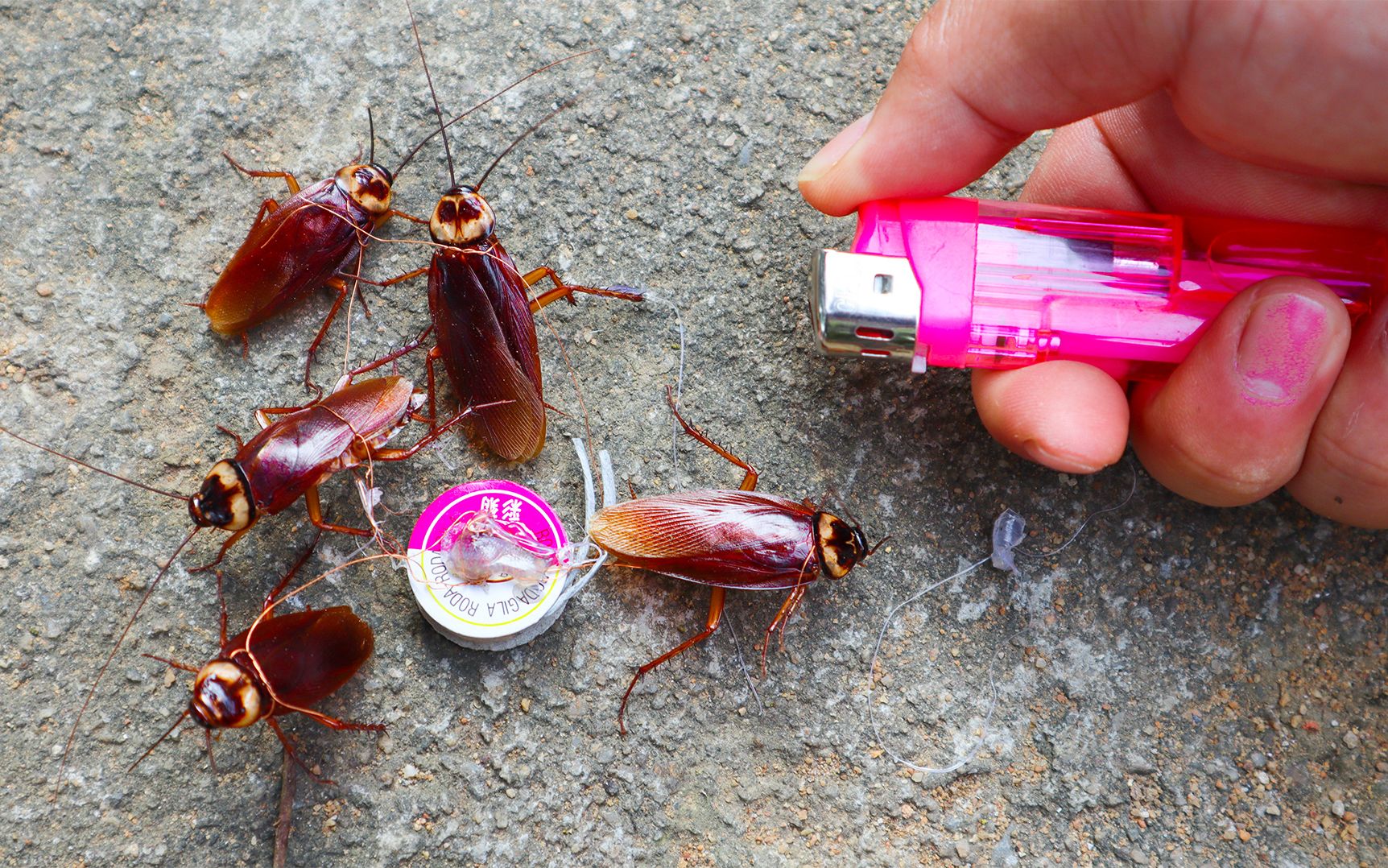 把绑着线的蟑螂粘在旋转烟花上点燃烟花会发生什么