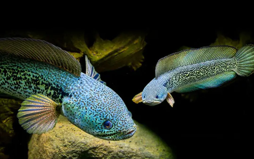 20000块能买什么猛鱼你知道吗极品巴卡雷龙你爱了吗