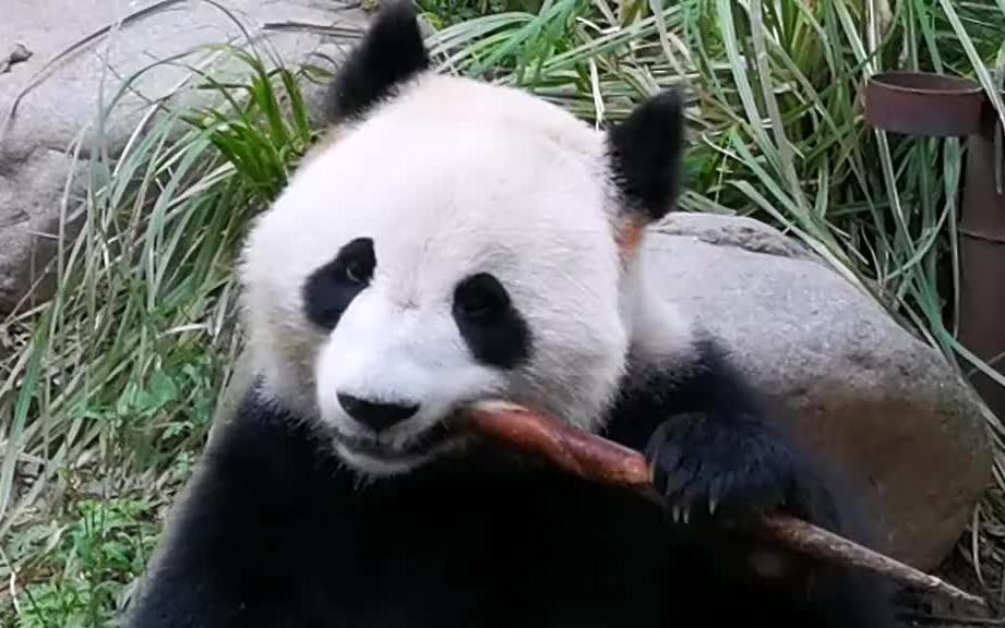 熊猫宝宝吃竹子嘎嘣脆萌翻了63