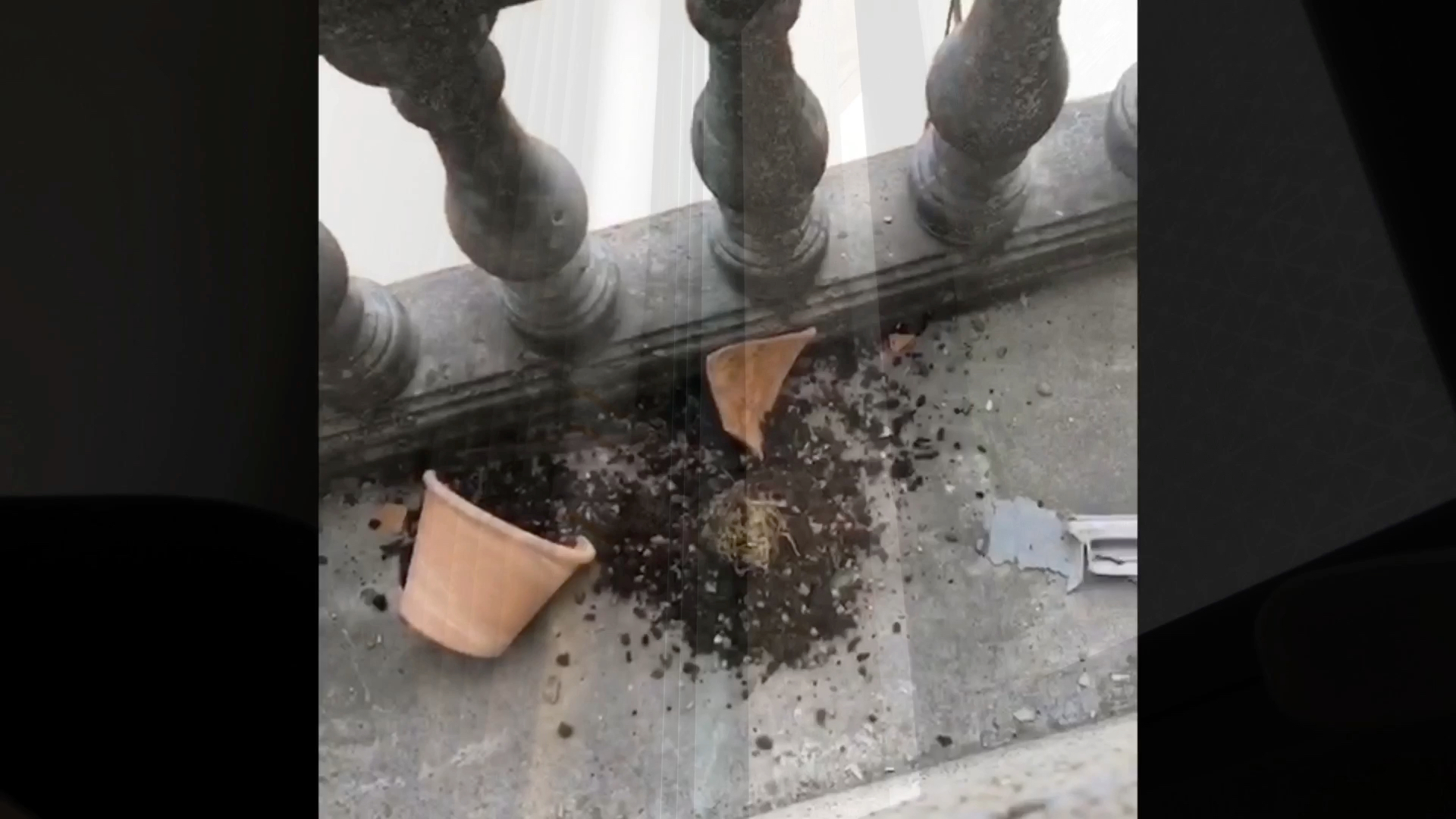 可怜的文心兰就没跟我过一天好日子碰碎了花盆假鳞茎都破了刚换过盆