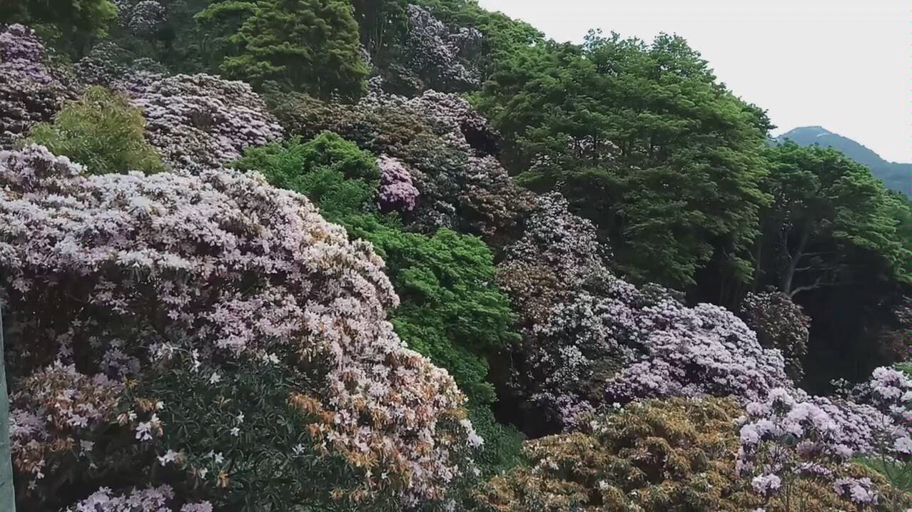 梧桐山万花屏图片