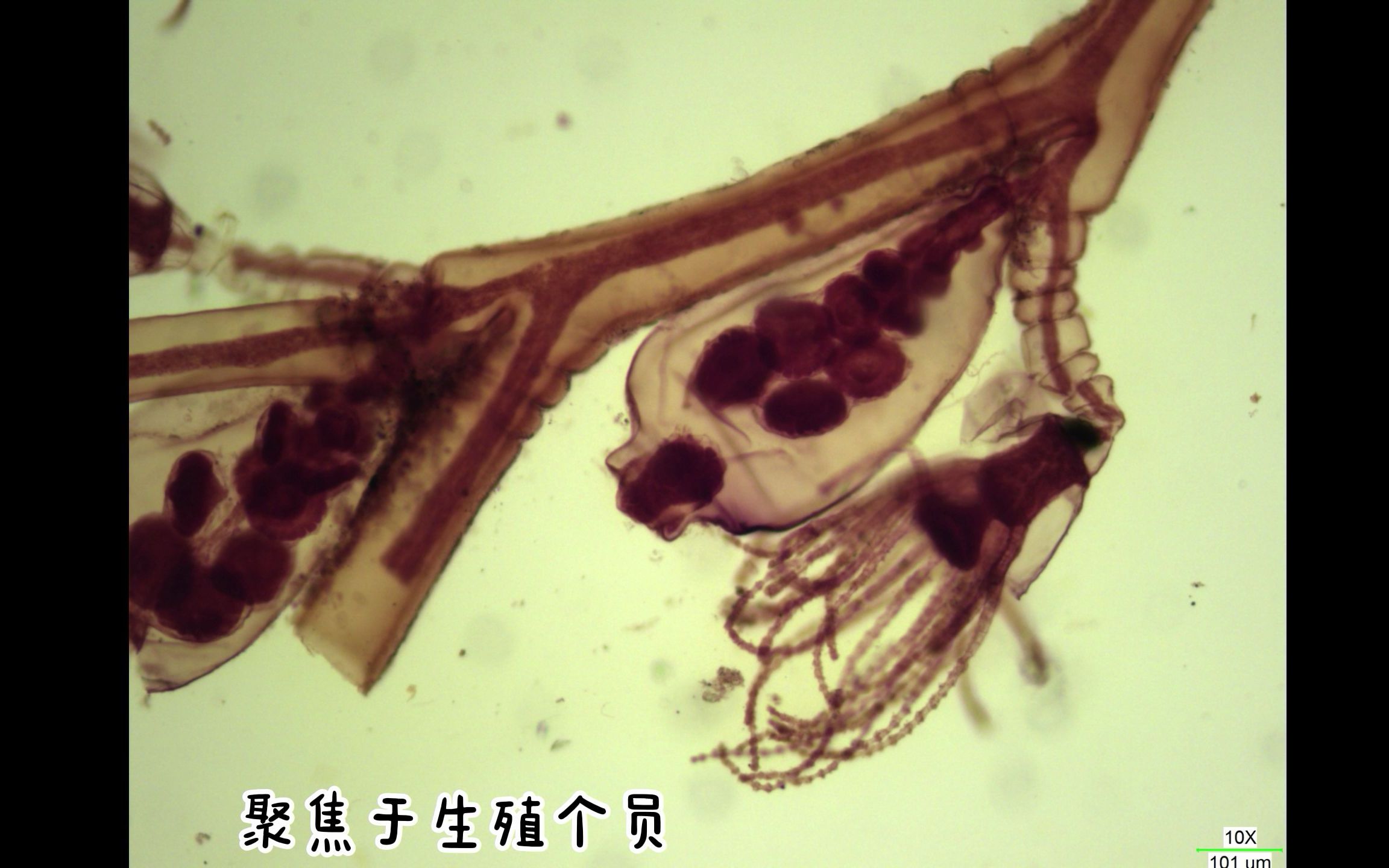 【动物学】第三次实验刺胞动物薮枝螅哔哩哔哩bilibili