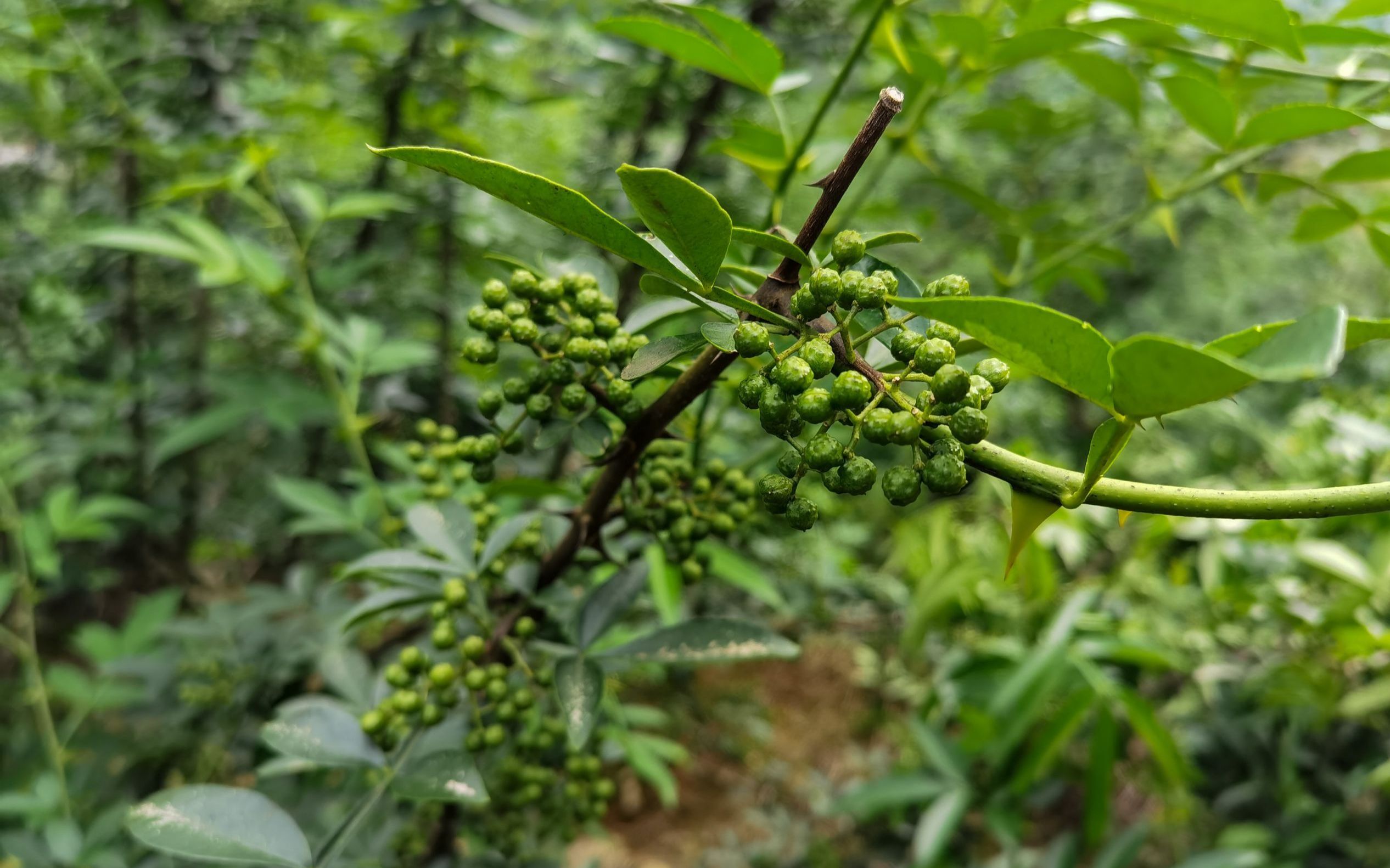 青花椒采摘即将进入尾声,品质好不好等你们来品鉴!