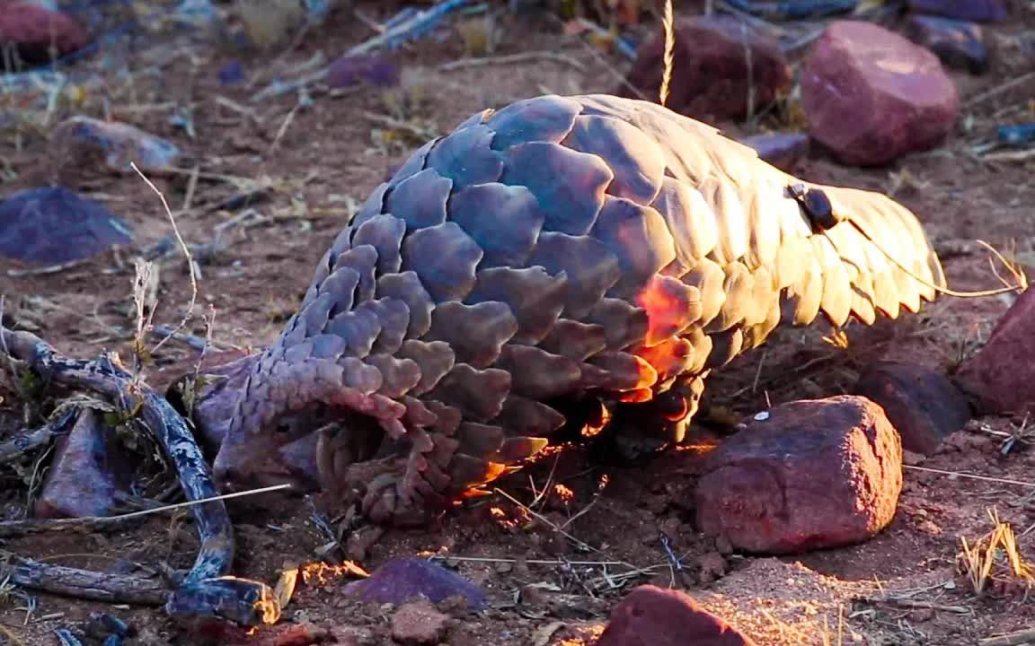 跟凯文探访【奥孔吉玛野生动物保护区】的穿山甲