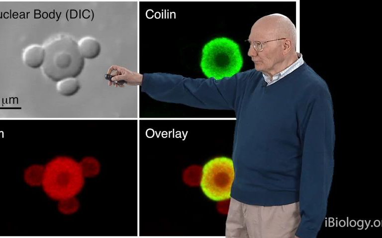 原位杂交 In Situ Hybridization哔哩哔哩bilibili