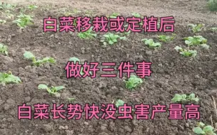 Download Video: 白菜移栽或定植后，做好三件事，白菜长势快没虫害产量高