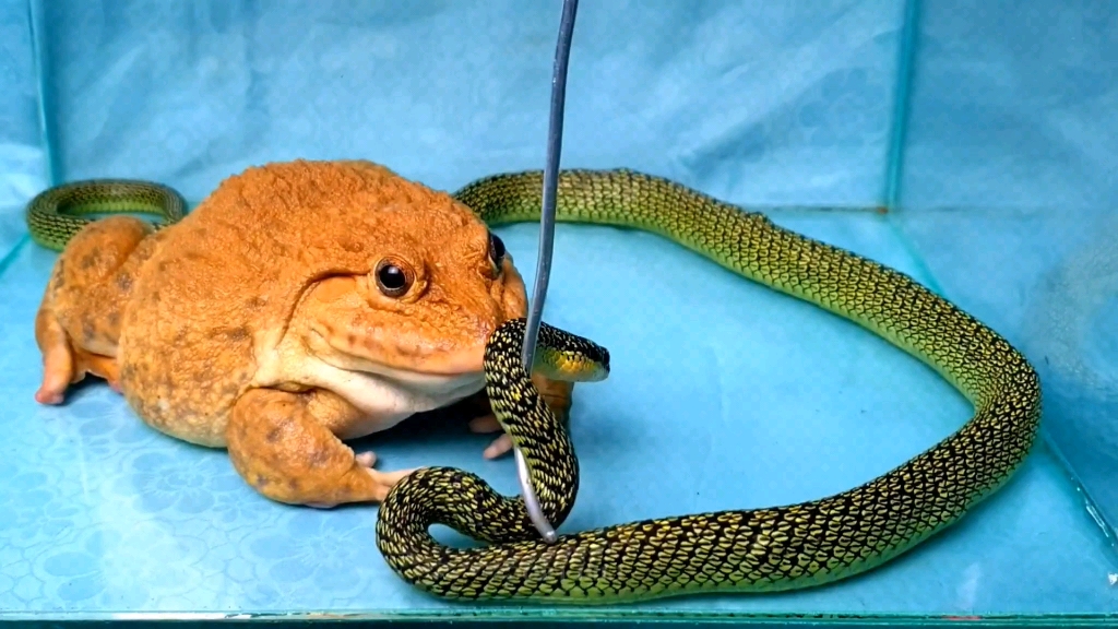 牛蛙vs蛇图片